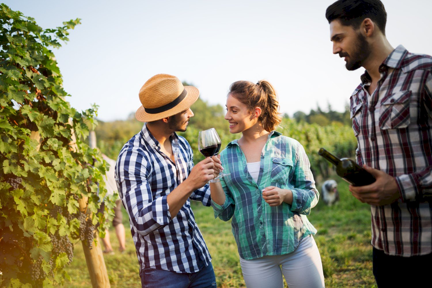 Experience the Best of New York's Wine Country 365 Airport Transfer